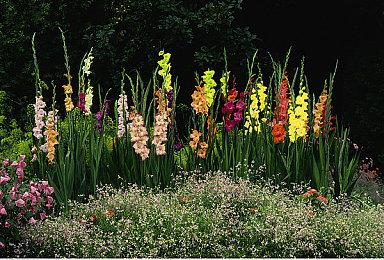 3DM速报：你的NS，能玩尼尔、P5啦！《赛博朋克》出问题QA不接锅